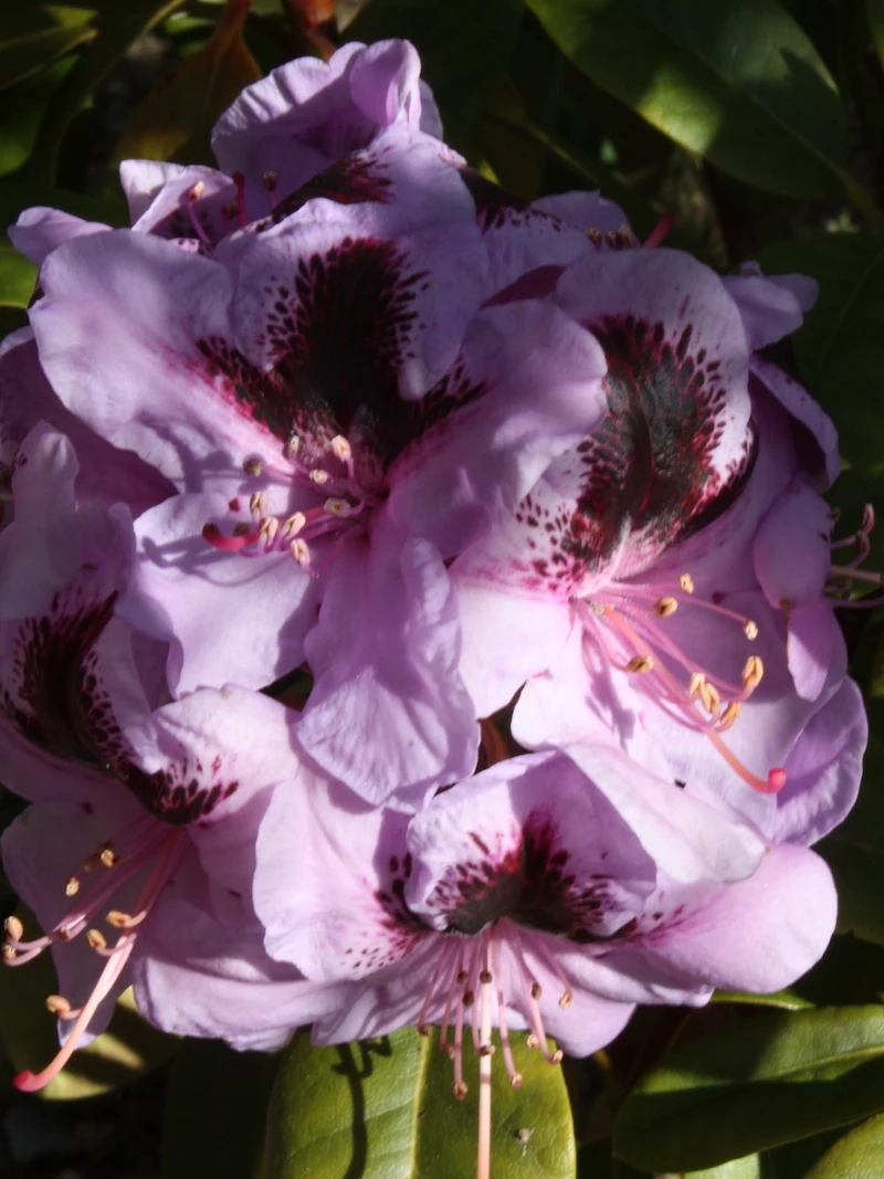 'Hachmann's Metallica'